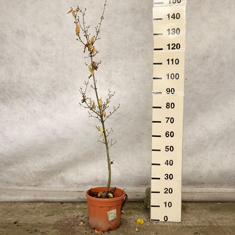 Esemplare di Cornus mas Kasanlak - Corniolo Vaso da 7,5L/10L come consegnato in autunno
