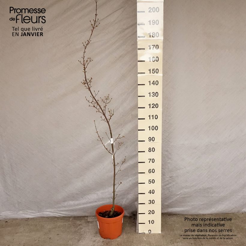 Cornus mas Kasanlak - Corniolo Vaso da 7,5L/10L esemplare consegnato in inverno