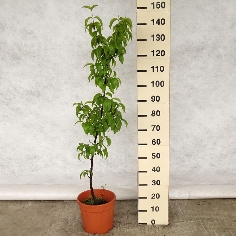 Cornus mas Kasanlak - Corniolo Vaso da 7,5L/10L esemplare consegnato in primavera