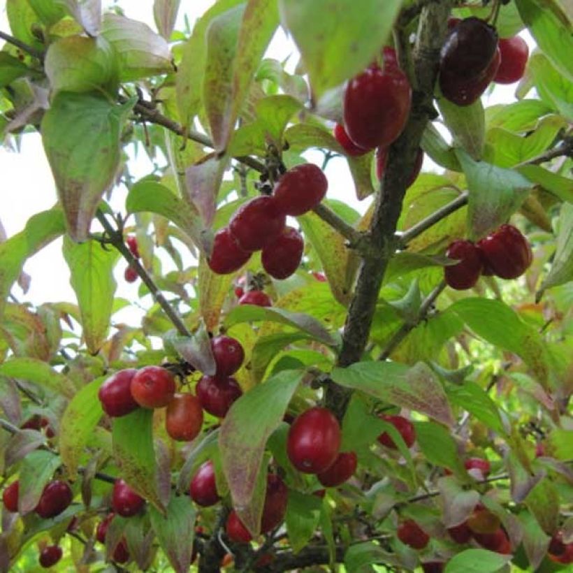 Cornus mas - Corniolo (Raccolta)