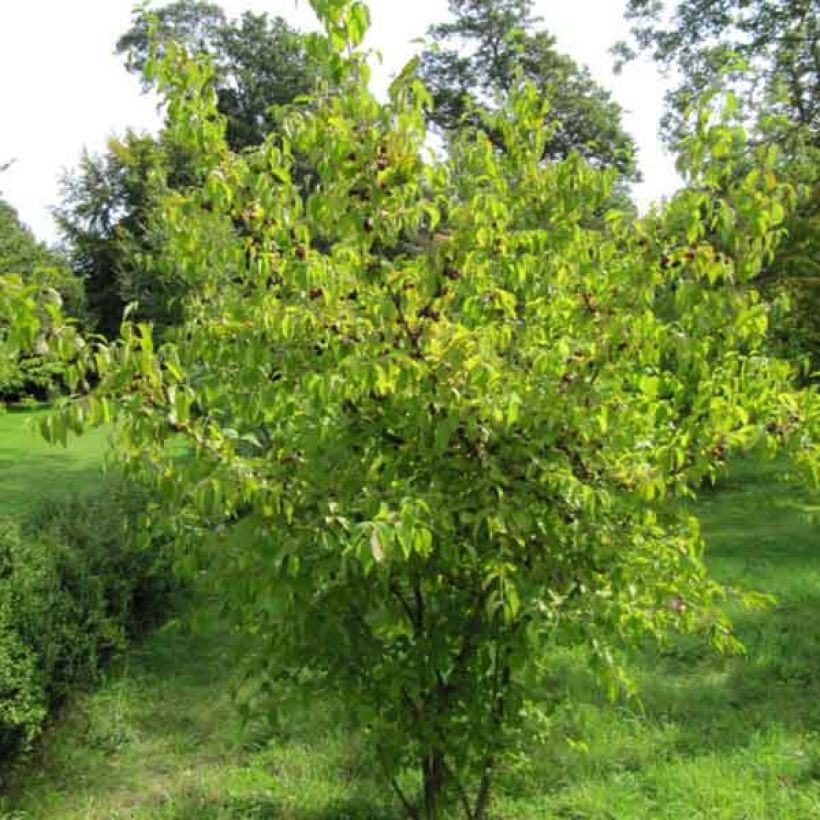Cornus mas - Corniolo (Porto)