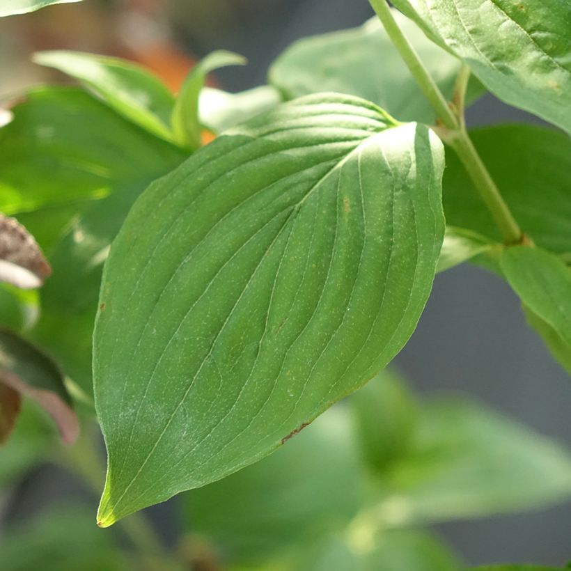 Cornus mas Nikołka - Corniolo (Fogliame)