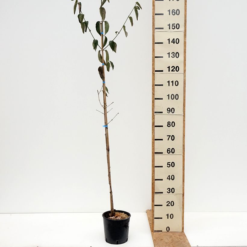 Esemplare di Cornus mas Nikołka - Corniolo Vaso da 4L/5L come consegnato in autunno