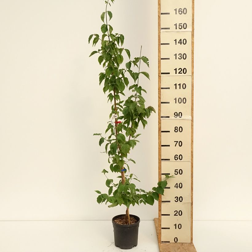 Esemplare di Cornus mas Nikołka - Cornouiller mâle Vaso da 4L/5L consegnato in estate
