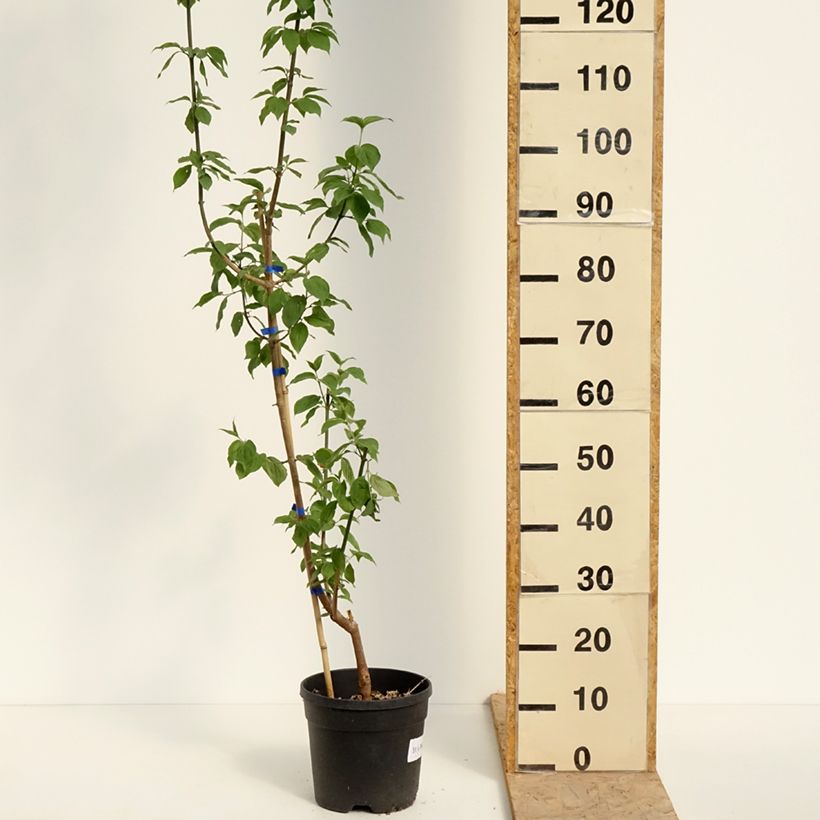 Cornus mas Nikołka - Corniolo Vaso da 4L/5L esemplare consegnato in primavera