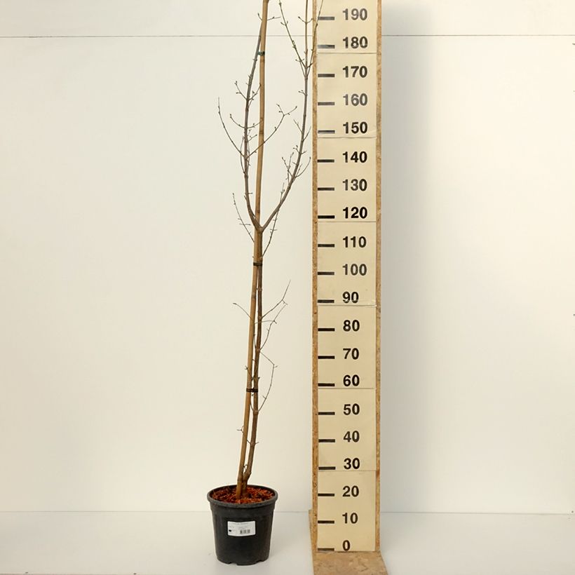 Cornus mas Pancharevo - Cornouiller mâle Vaso da 7,5L/10L esemplare consegnato in inverno