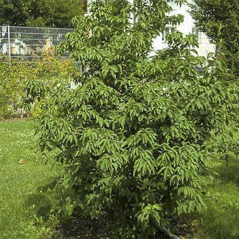 Cornus mas Schönbrunner Gourmet Dirndl - Corniolo (Fogliame)