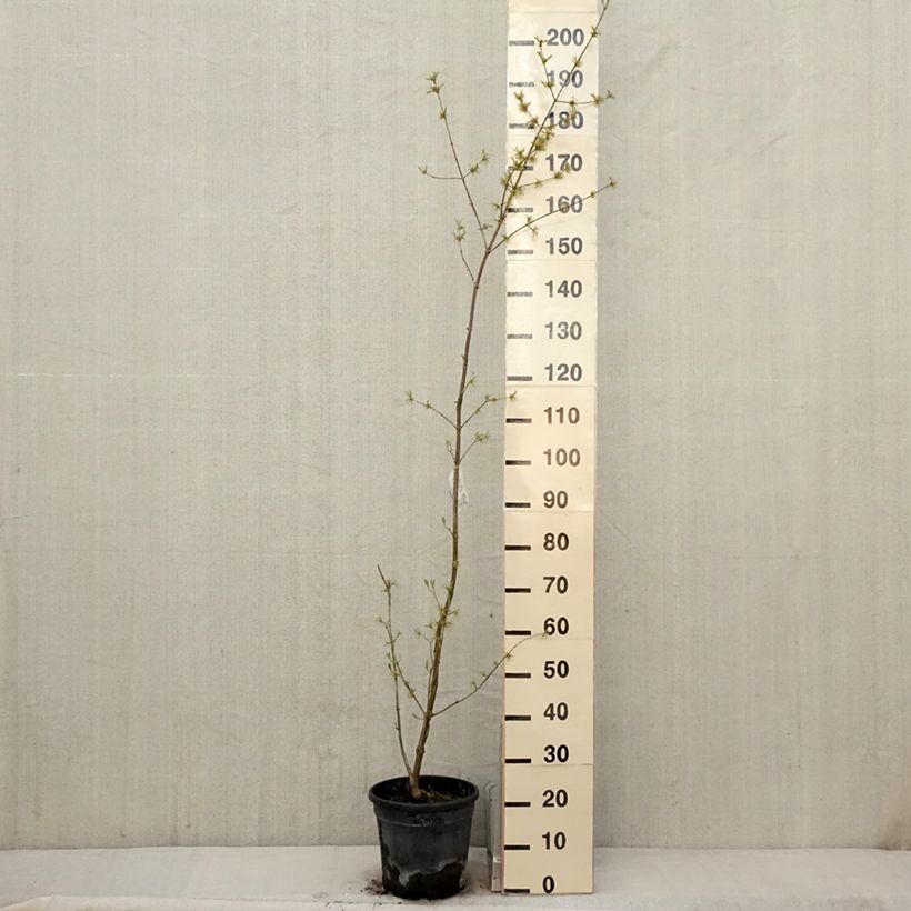 Cornus mas Schönbrunner Gourmet Dirndl - Corniolo Vaso da 7,5L/10L esemplare consegnato in primavera