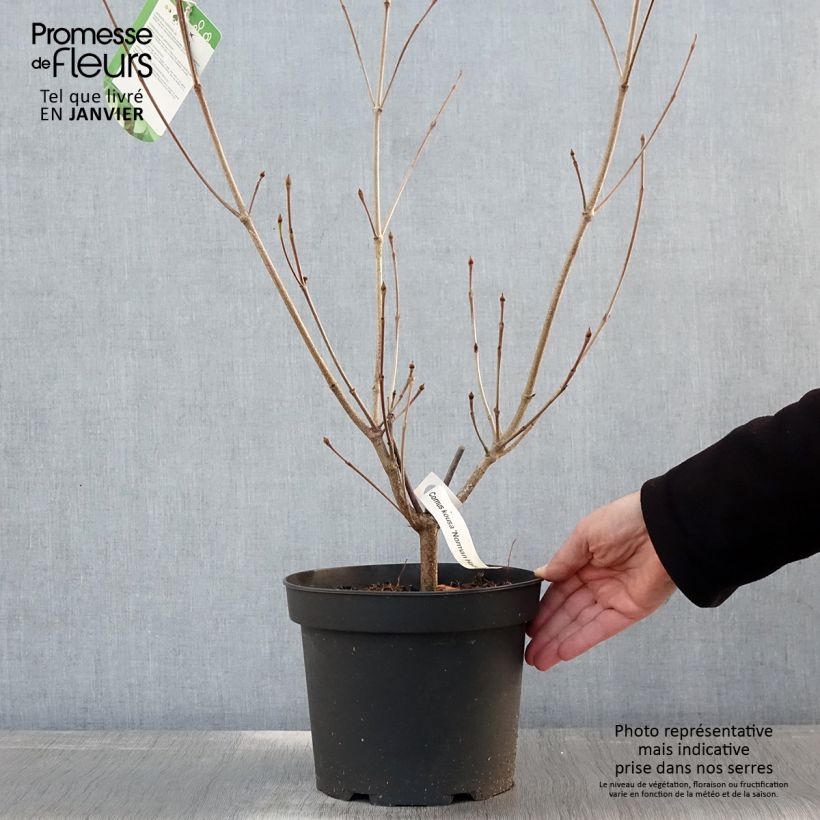 Cornus kousa Norman Hadden - Corniolo giapponese Vaso da 4L/5L esemplare consegnato in inverno