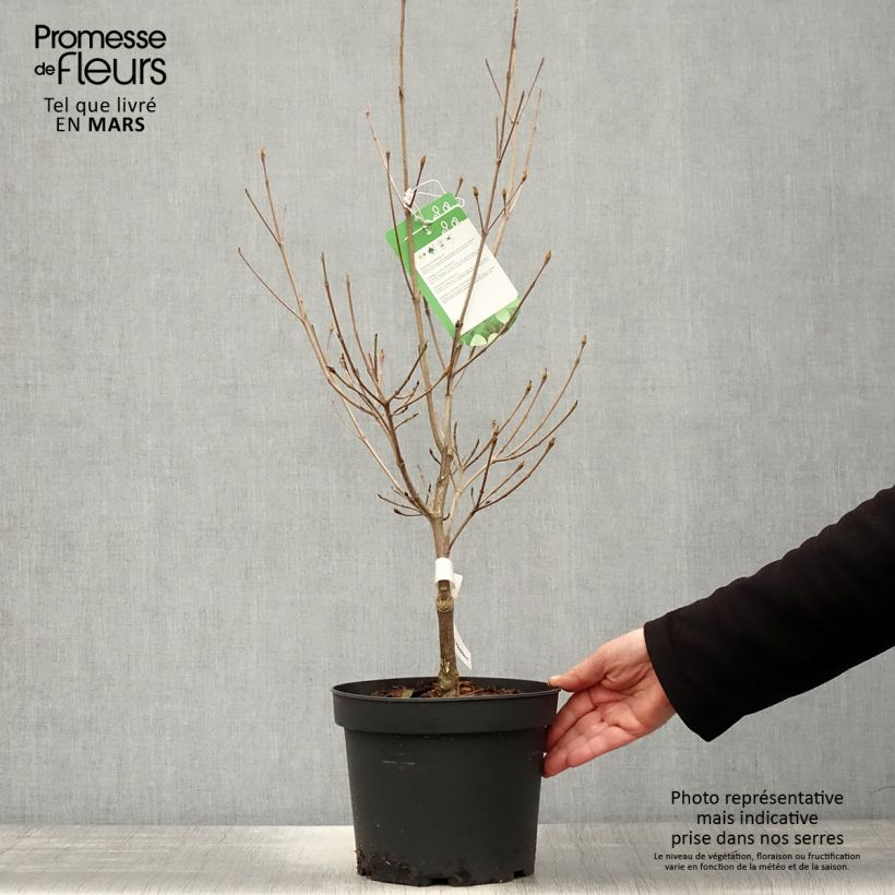Cornus kousa Norman Hadden - Corniolo giapponese Vaso da 4L/5L esemplare consegnato in primavera
