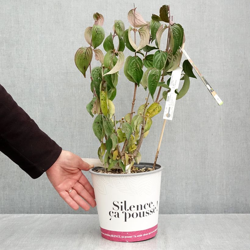 Esemplare di Cornus officinalis - Corniolo del Giappone Vaso da 4L/5L come consegnato in autunno