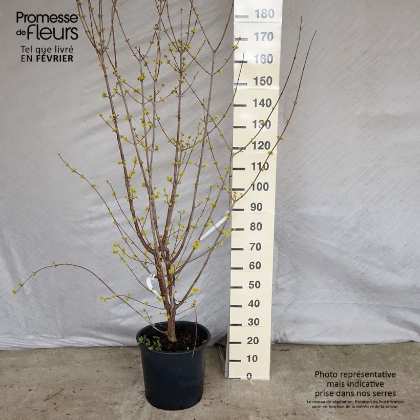 Cornus officinalis Robin's Pride Vaso da 20L/25L esemplare consegnato in inverno