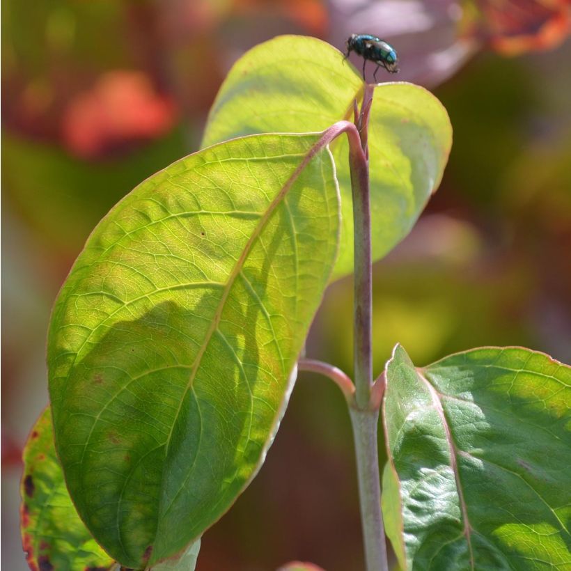 Cornus florida Rubra (Fogliame)