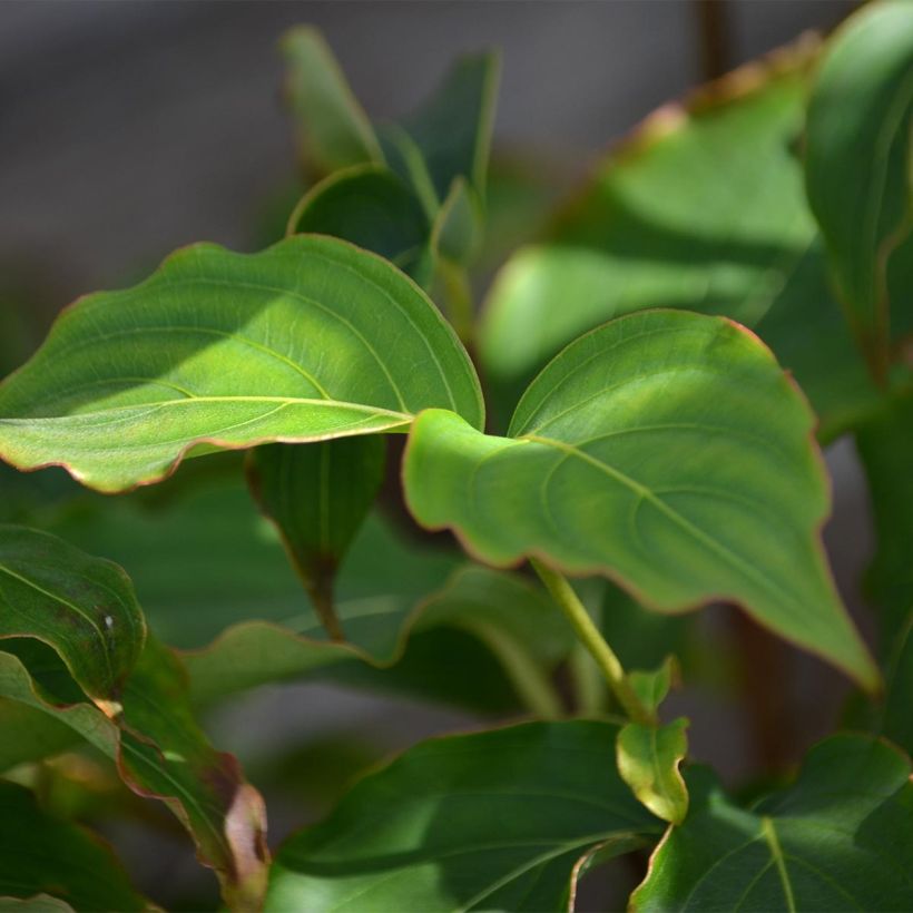 Cornus kousa Milky Way - Corniolo giapponese (Fogliame)