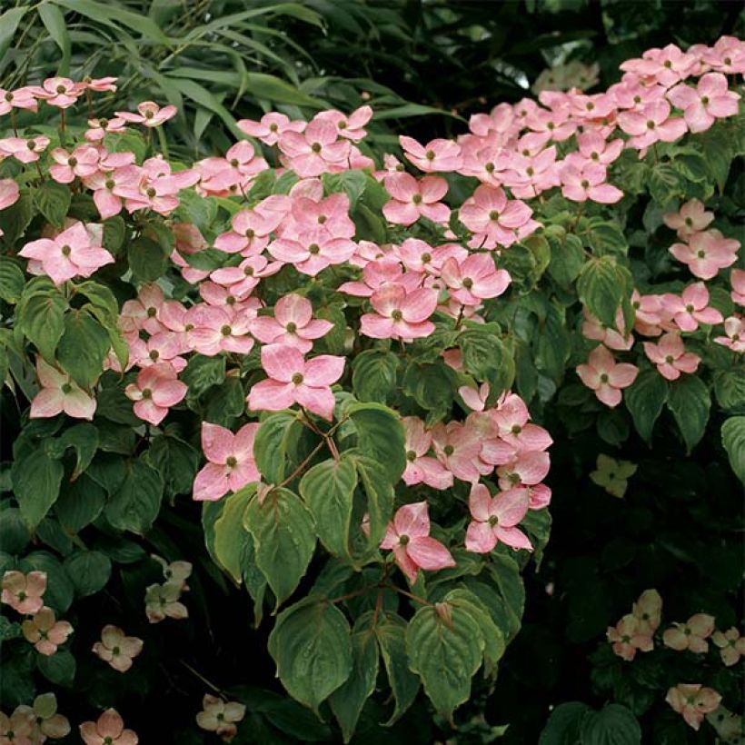 Cornus kousa Satomi - Corniolo giapponese (Fioritura)
