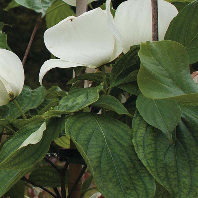 Cornus Venus - Corniolo da fiore (Fogliame)
