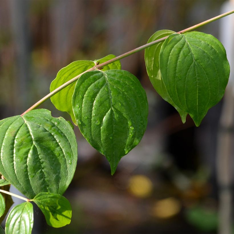 Cornus mas - Corniolo (Fogliame)
