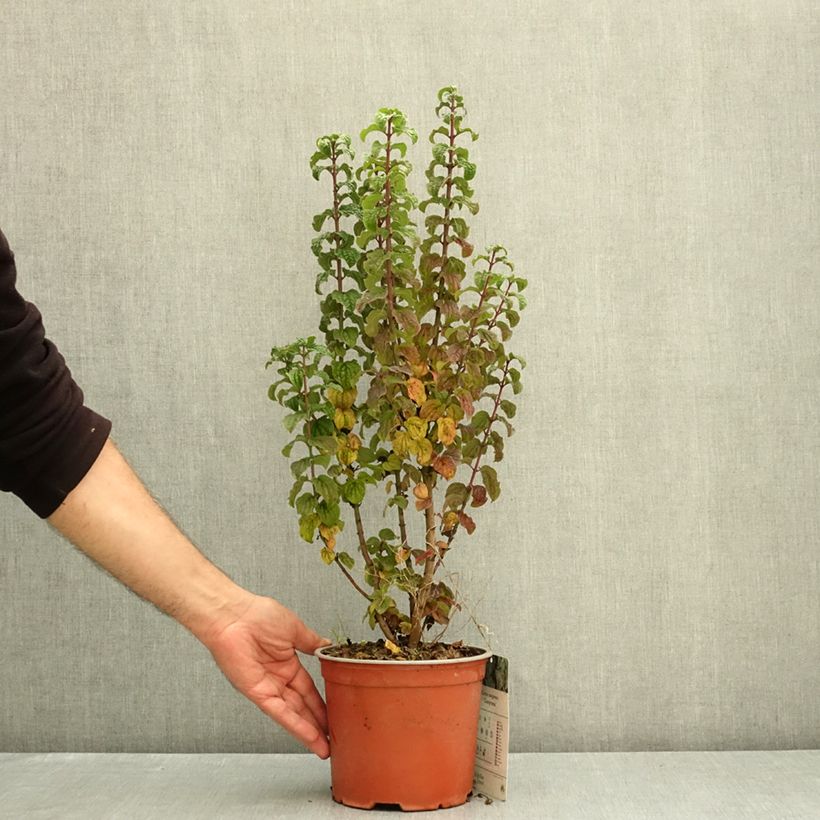 Esemplare di Cornus sanguinea Compressa Vaso da 3L/4L come consegnato in autunno