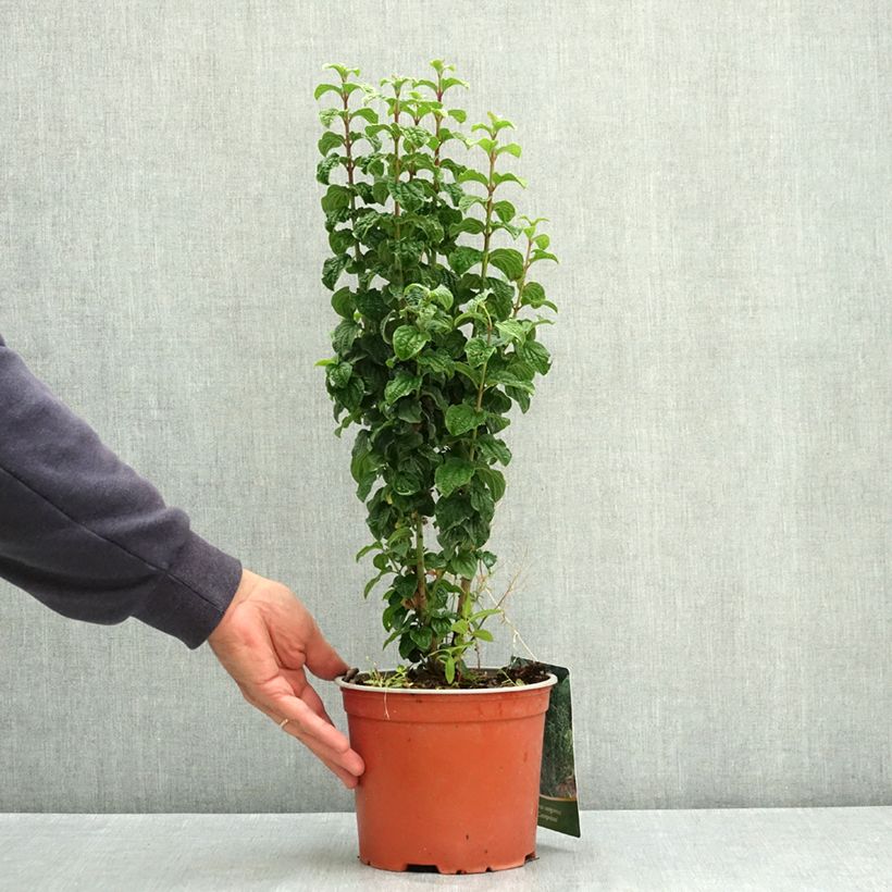 Esemplare di Cornus sanguinea Compressa Vaso da 3L/4L consegnato in estate