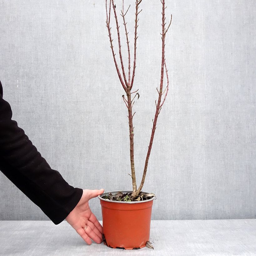Cornus sanguinea Compressa Vaso da 3L/4L esemplare consegnato in inverno
