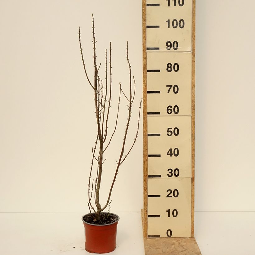 Cornus sanguinea Compressa Vaso da 3L/4L esemplare consegnato in primavera