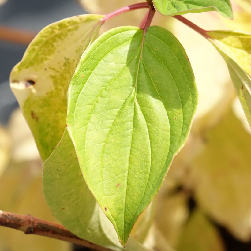 Cornus sanguinea Magic Flame (Fogliame)
