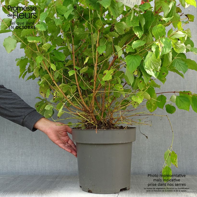 Esemplare di Cornus sanguinea Mid Winter Fire Vaso da 6L/7L come consegnato in autunno