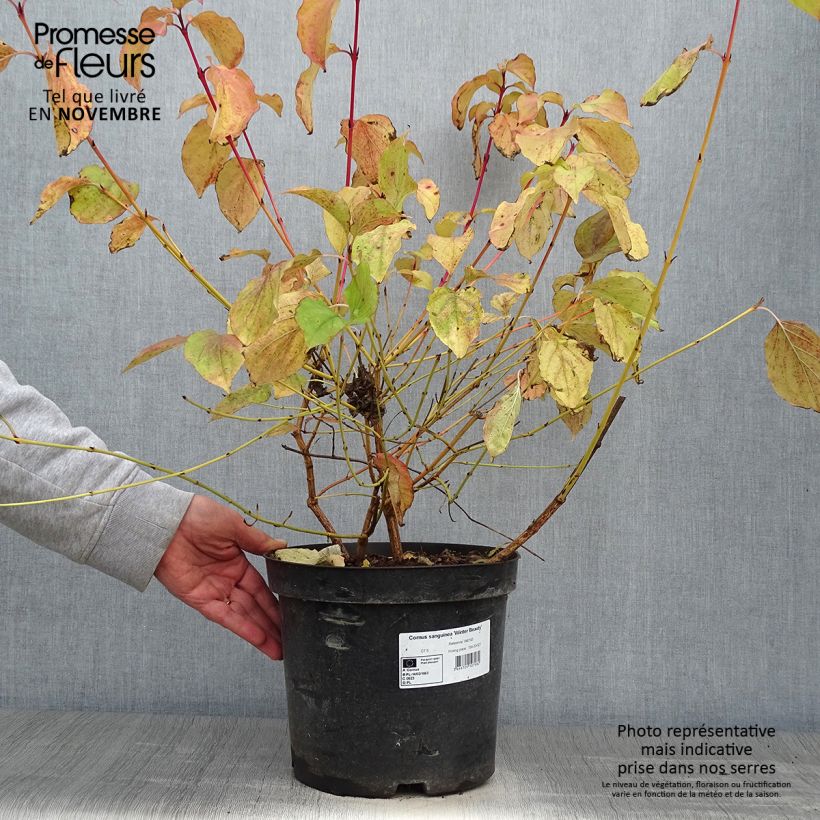 Esemplare di Cornus sanguinea Winter Beauty Vaso da 7,5L/10L come consegnato in autunno