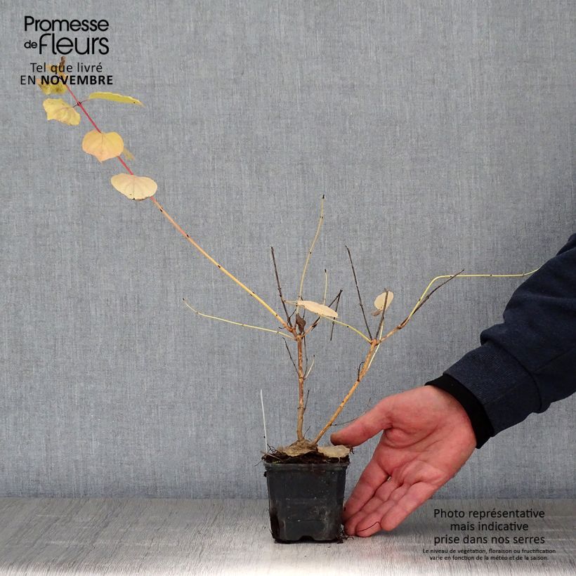 Esemplare di Cornus sanguinea Winter Beauty Vasetto da 8/9 cm come consegnato in autunno