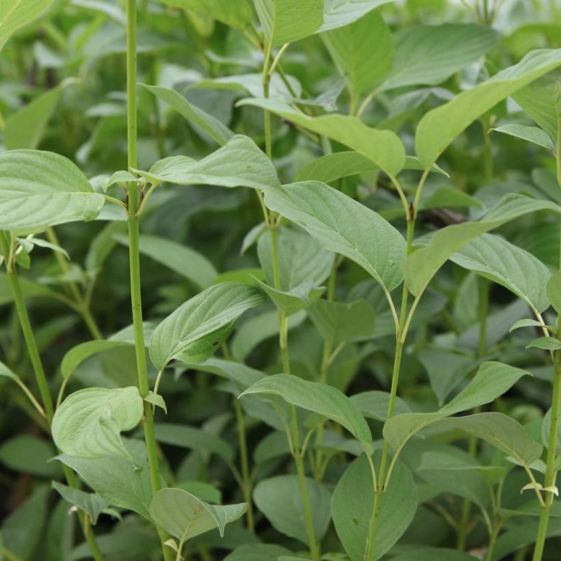 Cornus sericea Budd's Yellow (Fogliame)