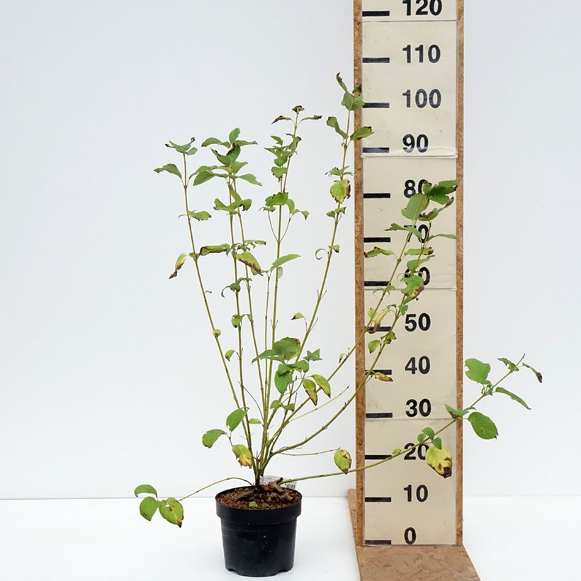 Esemplare di Cornus sericea Budd's Yellow Vaso da 3L/4L come consegnato in autunno