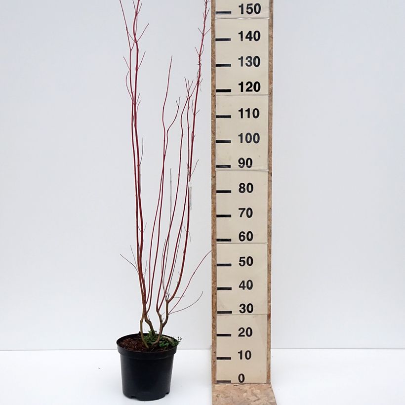 Cornus sericea Cardinal Vaso da 7,5L/10L esemplare consegnato in inverno