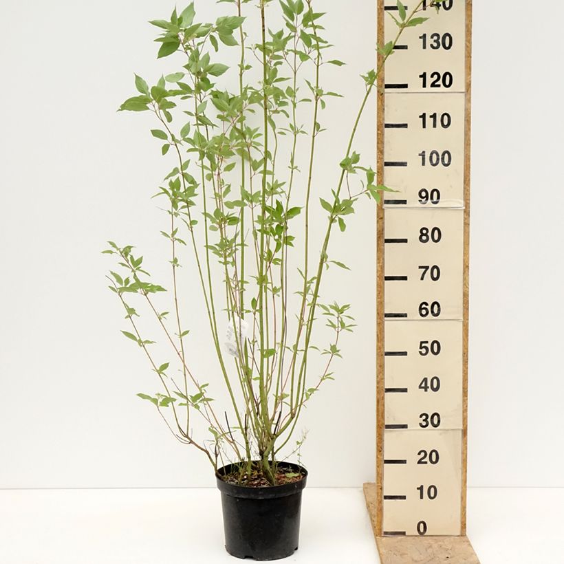 Cornus sericea Cardinal Vaso da 7,5L/10L esemplare consegnato in primavera