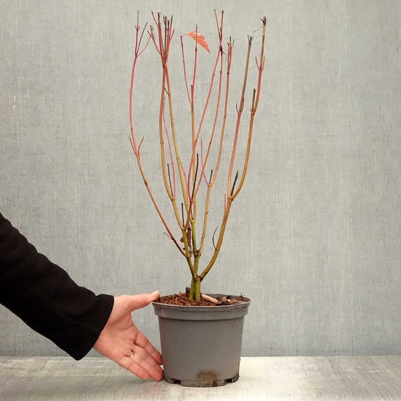 Esemplare di Cornus sericea Cardinal Vaso da 2L/3L come consegnato in autunno