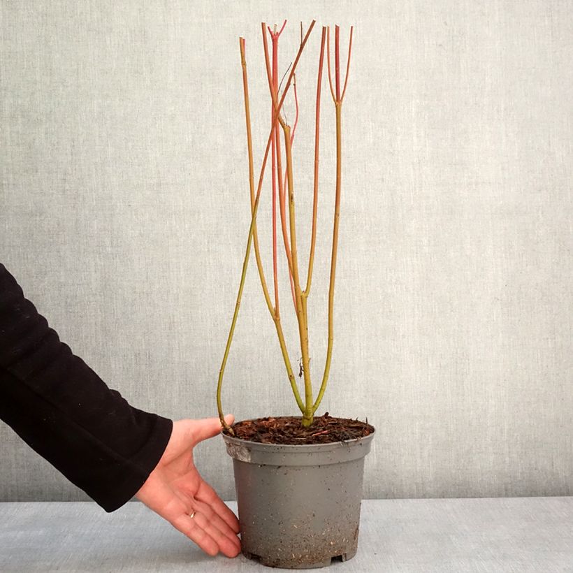Cornus sericea Cardinal Vaso da 2L/3L esemplare consegnato in inverno