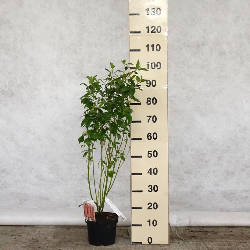 Cornus sericea Cardinal Vaso da 2L/3L esemplare consegnato in primavera