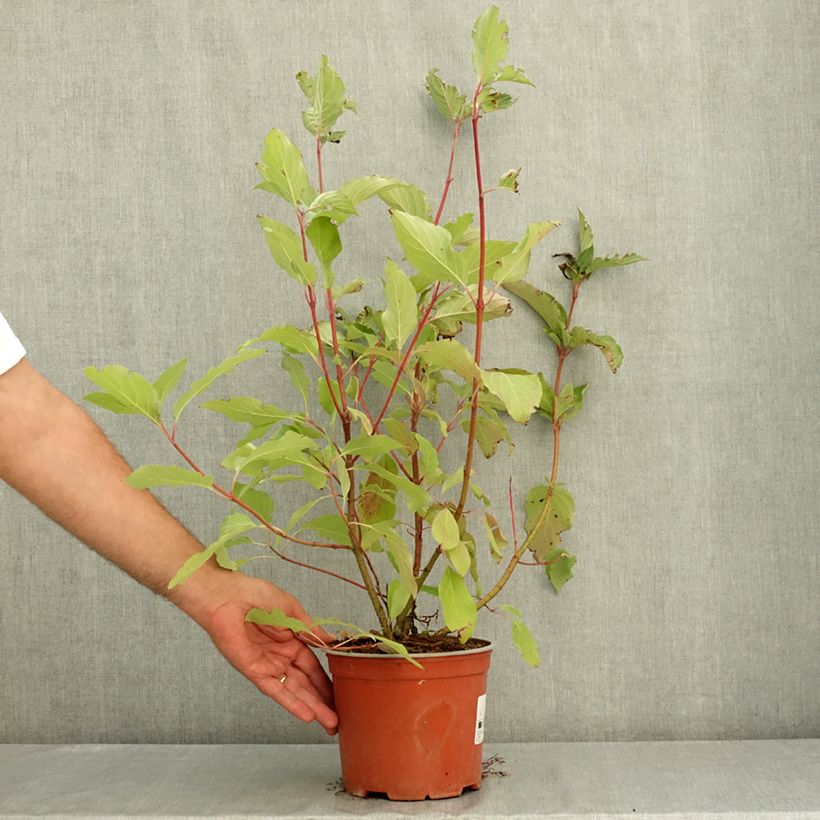 Esemplare di Cornus sericea Farba - Cornouiller stolonifère Pot de 3L/4L consegnato in estate