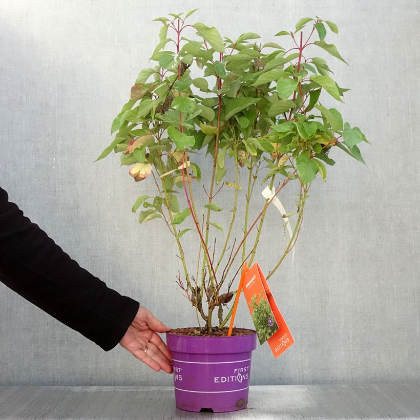 Esemplare di Cornus sericea Firedance Vaso da 3L/4L come consegnato in autunno
