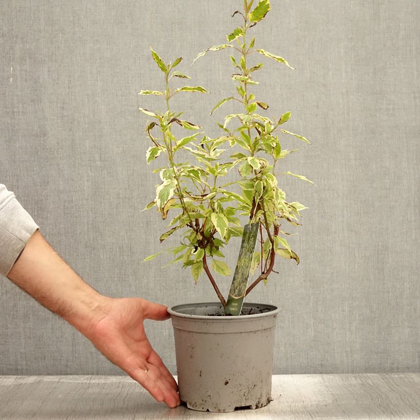 Esemplare di Cornus sericea Hedgerow's Gold - Cornouiller stolonifère Vaso da 3L/4L come consegnato in autunno
