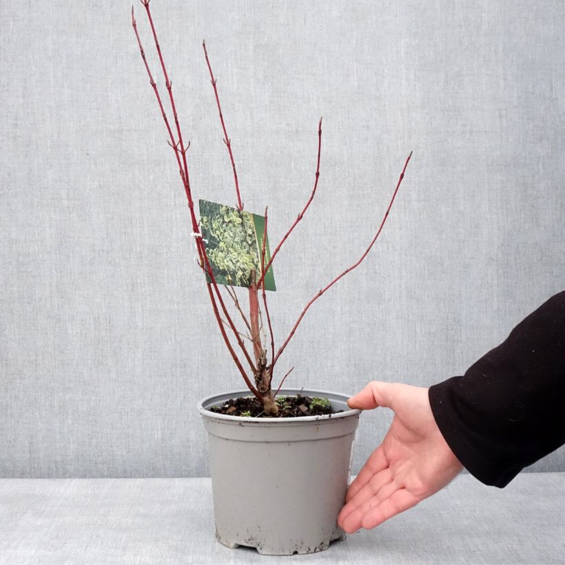 Cornus sericea Hedgerow's Gold Vaso da 3L/4L esemplare consegnato in inverno