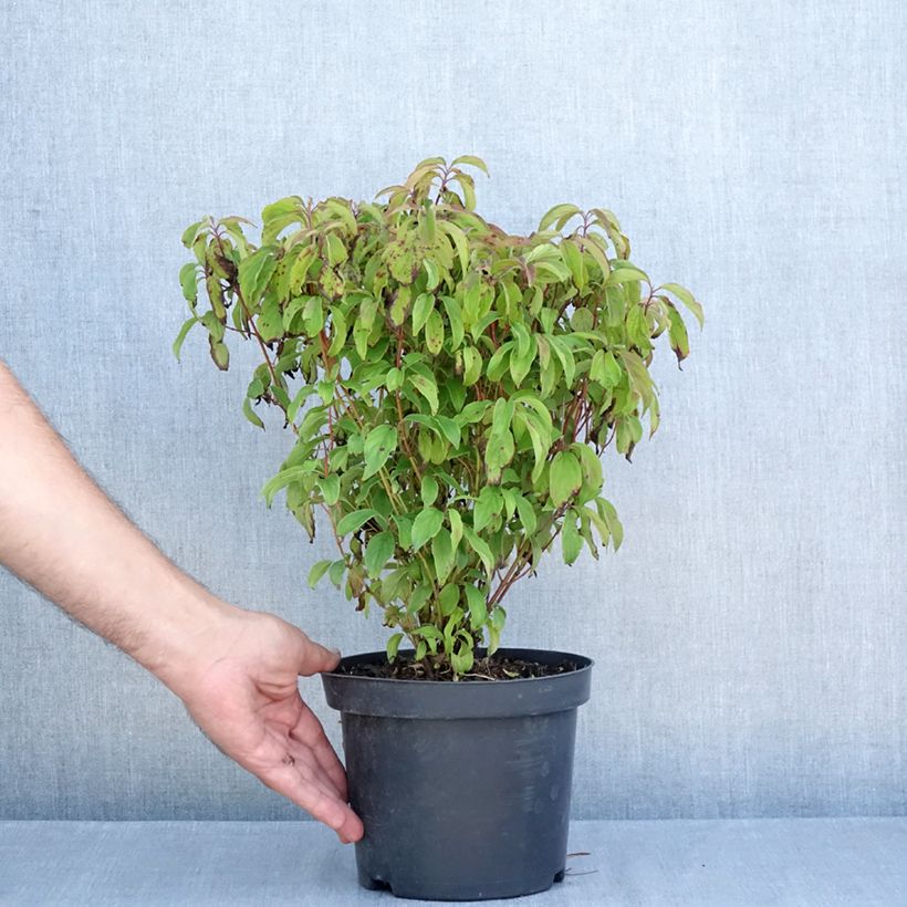 Esemplare di Cornus sericea Kelseyi Vaso da 3L/4L consegnato in estate