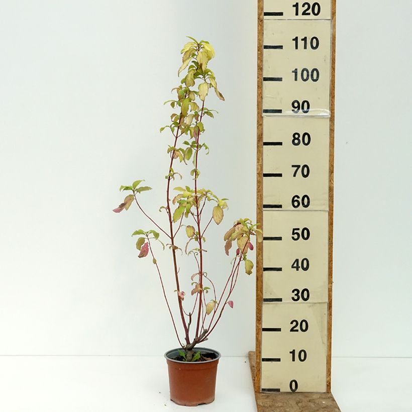 Esemplare di Cornus sericea Sunshine Vaso da 3L/4L consegnato in estate