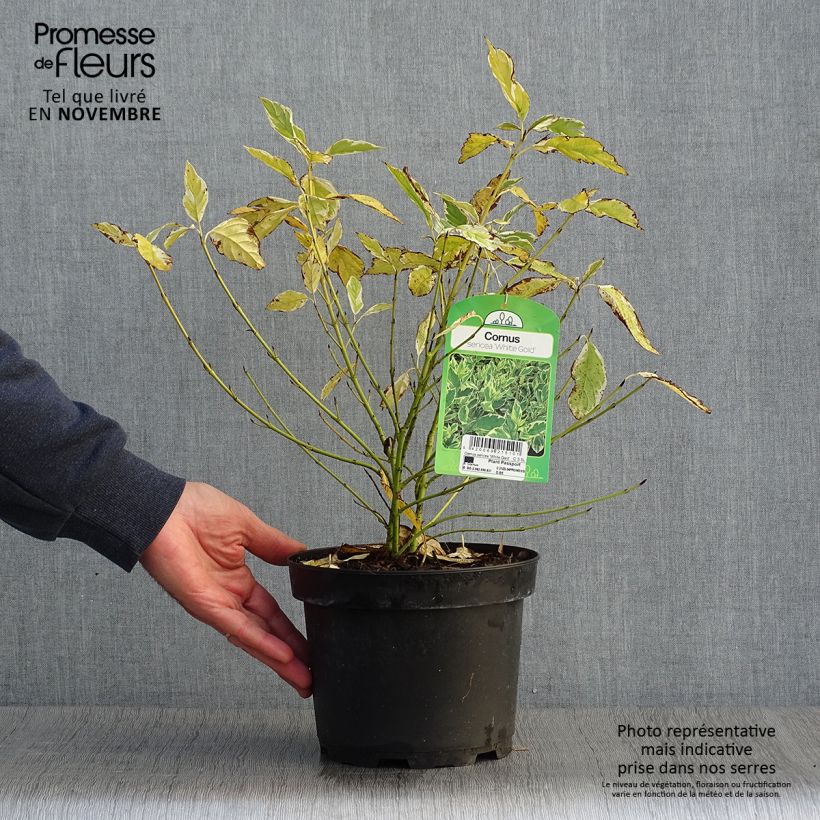 Esemplare di Cornus sericea White Gold Vaso da 3L/4L come consegnato in autunno