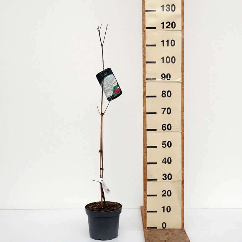 Cornus Starlight - Corniolo da fiore Vaso da 3L/4L esemplare consegnato in inverno