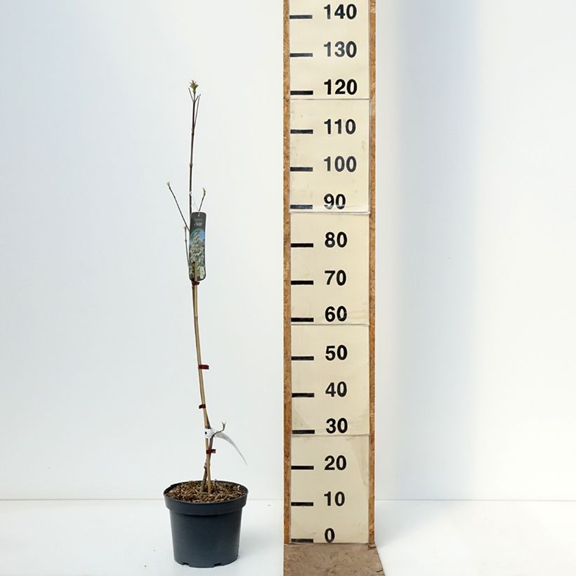 Cornus Starlight - Cornouiller à fleurs Vaso da 3L/4L esemplare consegnato in primavera