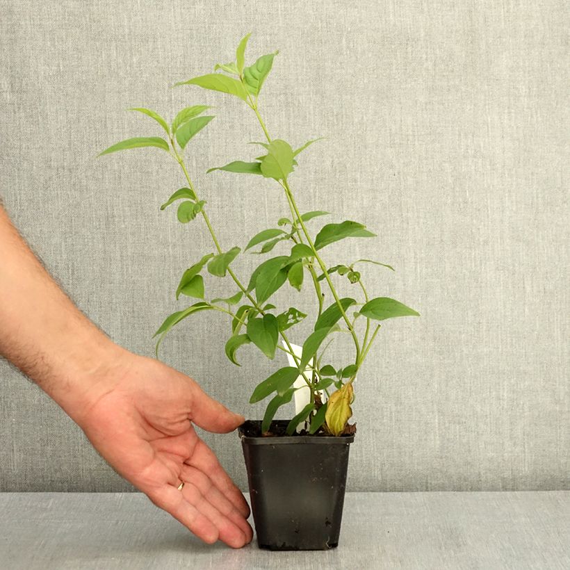 Esemplare di Cornus sericea Flaviramea Vasetto da 8/9 cm consegnato in estate