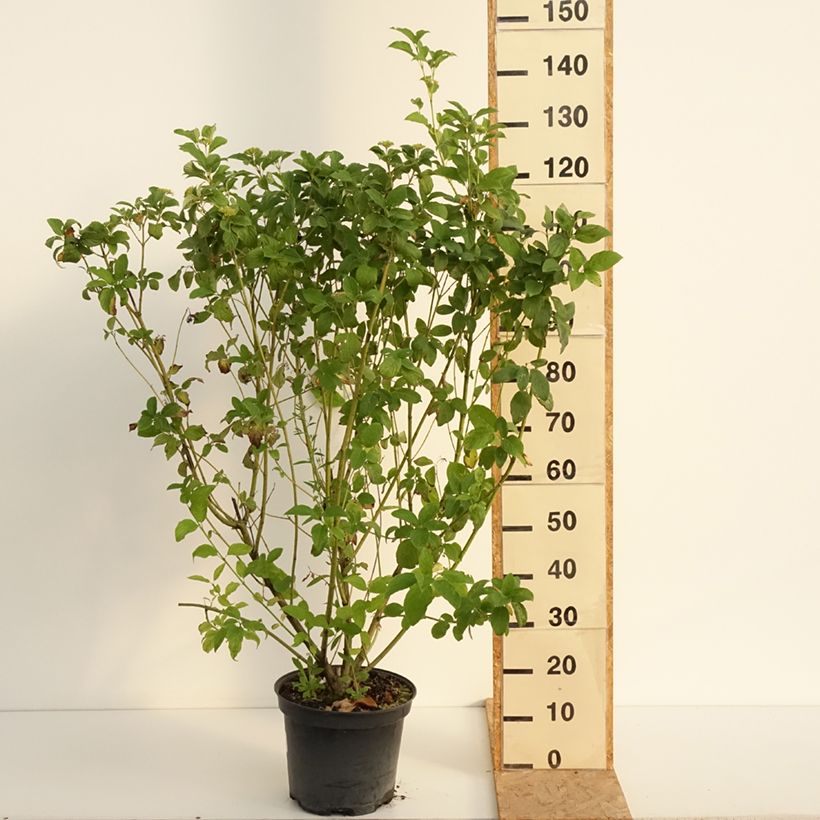 Esemplare di Cornus sericea Flaviramea Vaso da 7,5L/10L consegnato in estate