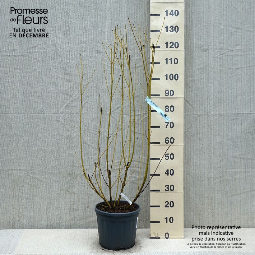 Cornus sericea Flaviramea Vaso da 7,5L/10L esemplare consegnato in inverno