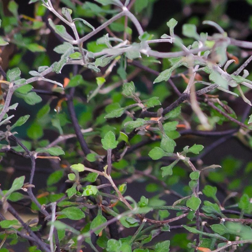 Corokia cotoneaster (Fogliame)