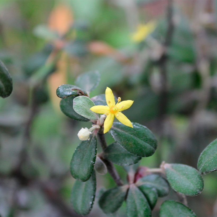 Corokia virgata Frosted chocolate (Fioritura)